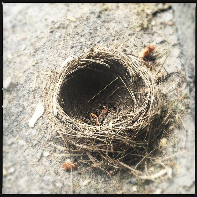 empty nest pic