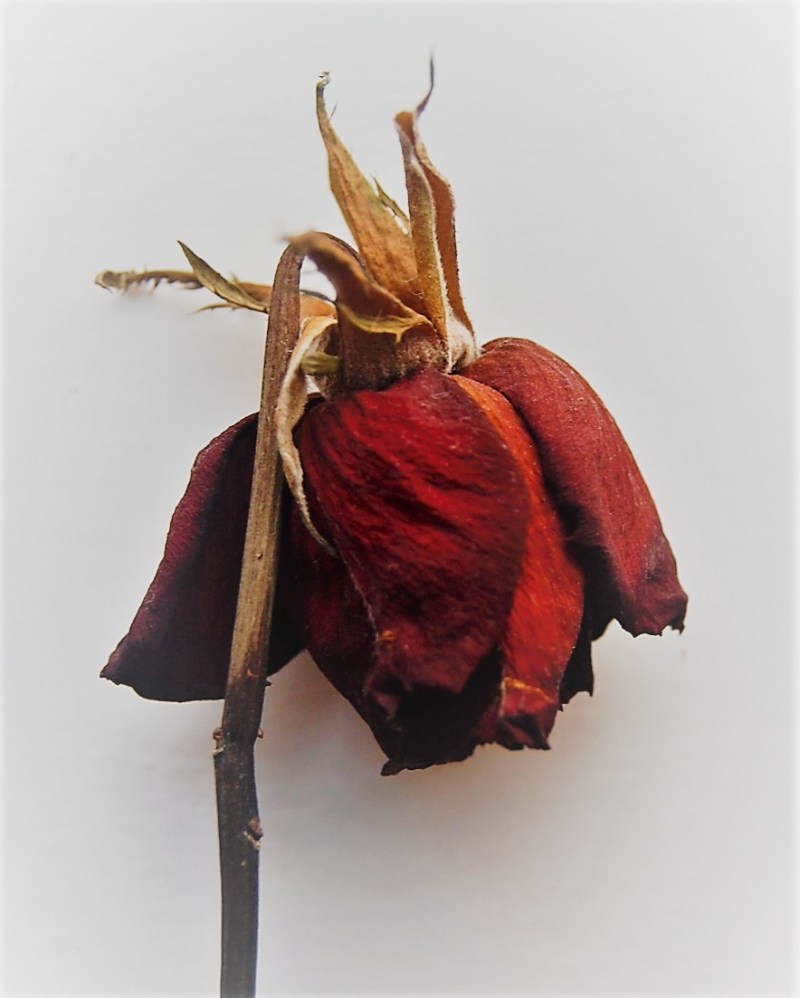 dried-up rose